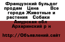 Французский бульдог продам › Цена ­ 1 - Все города Животные и растения » Собаки   . Амурская обл.,Архаринский р-н